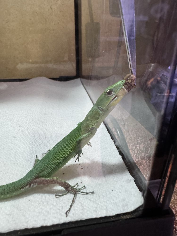 Gastropholis prasina mint jaszczurka szmaragdowa półroczna samiczka