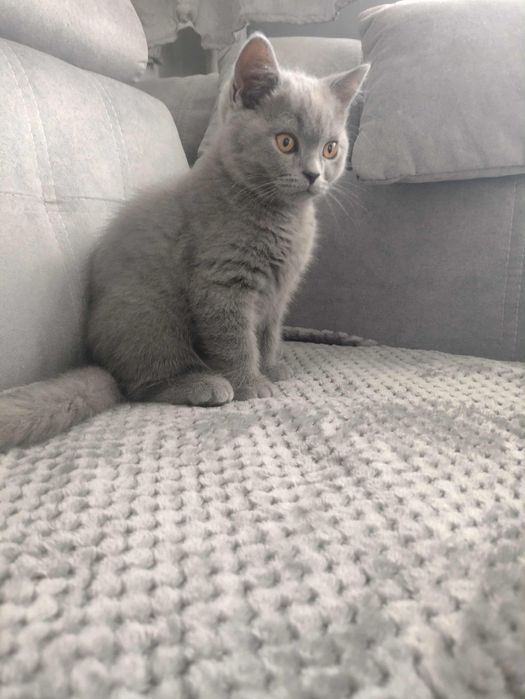 Kot brytyjski niebieski