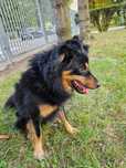 Pilnie piesek do adopcji