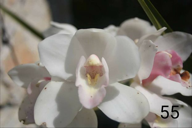 Orquideas-Bolbos de Orquidias Naturais