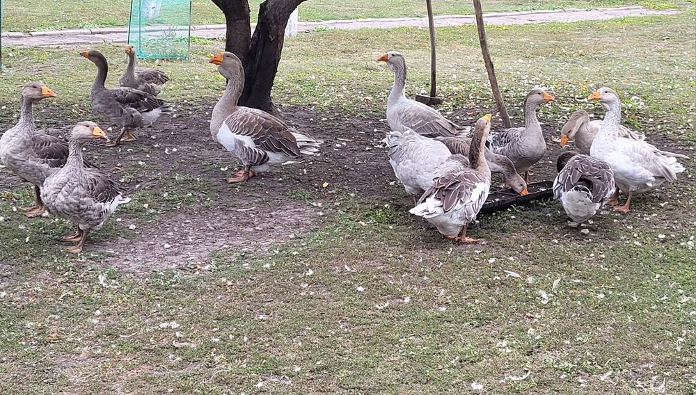 Продам Гуси і утки