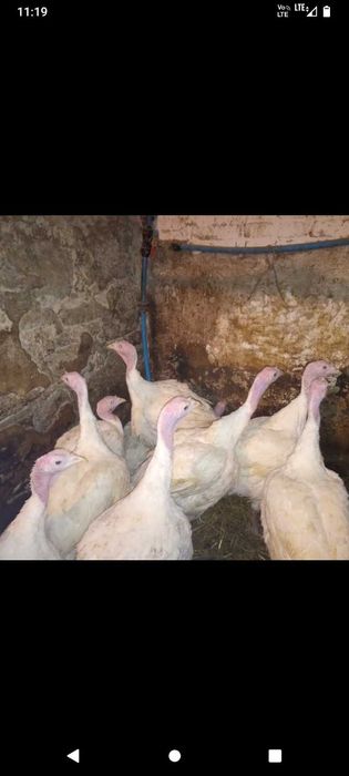 Koguty, Indyki brojler kaczki gęsi