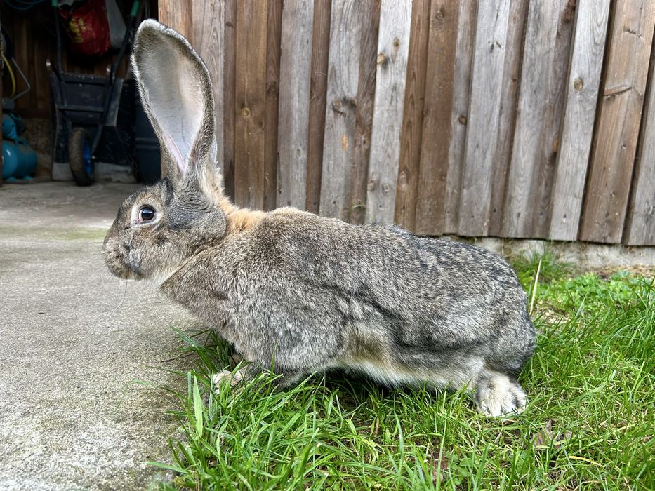 Królik olbrzymi belgijski