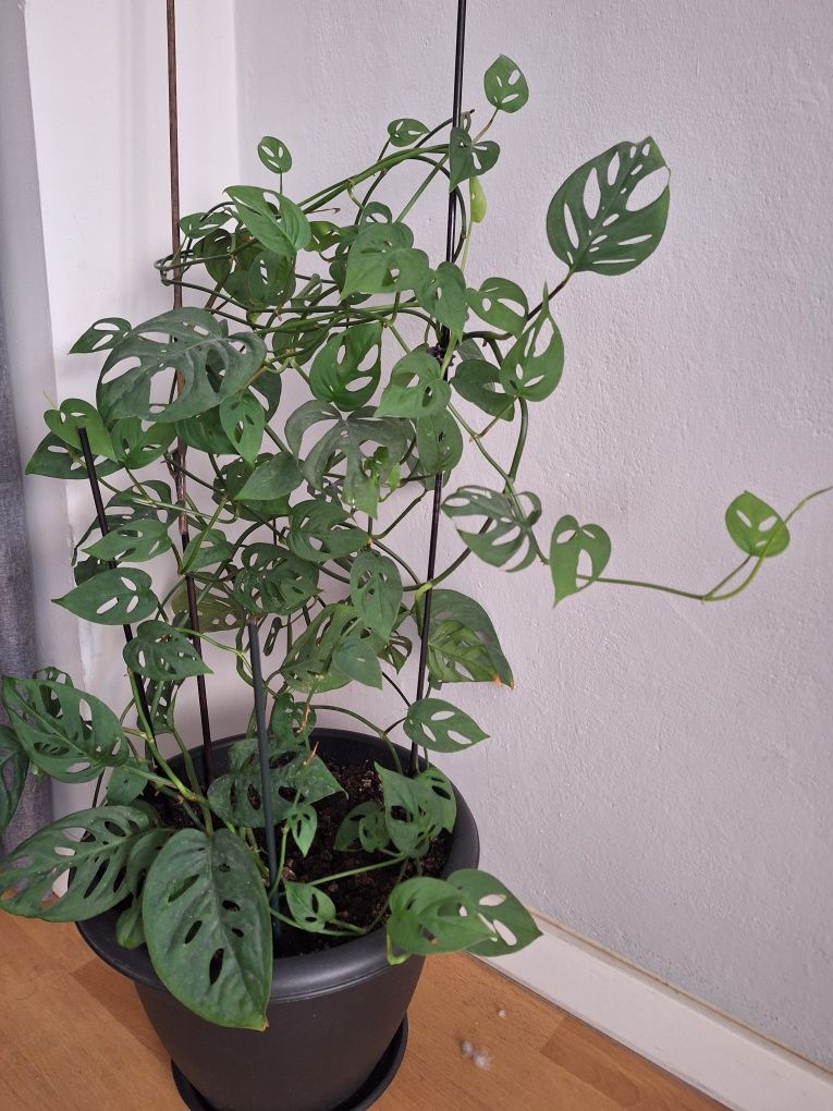 Monstera monkey 65cm