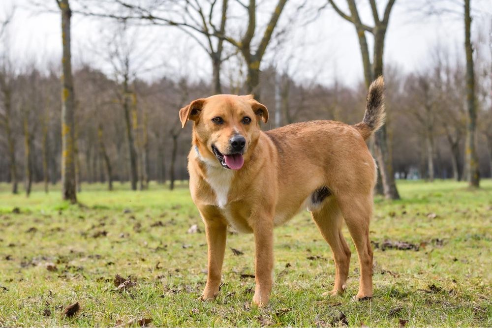 Buster - rudy pozytywny psiak do adopcji