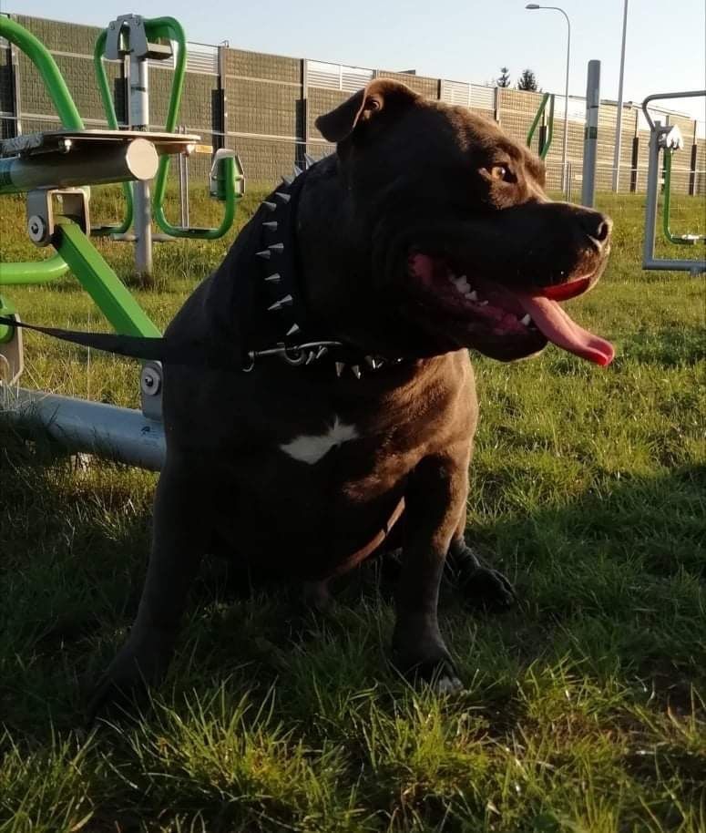 American staffordshire terrier