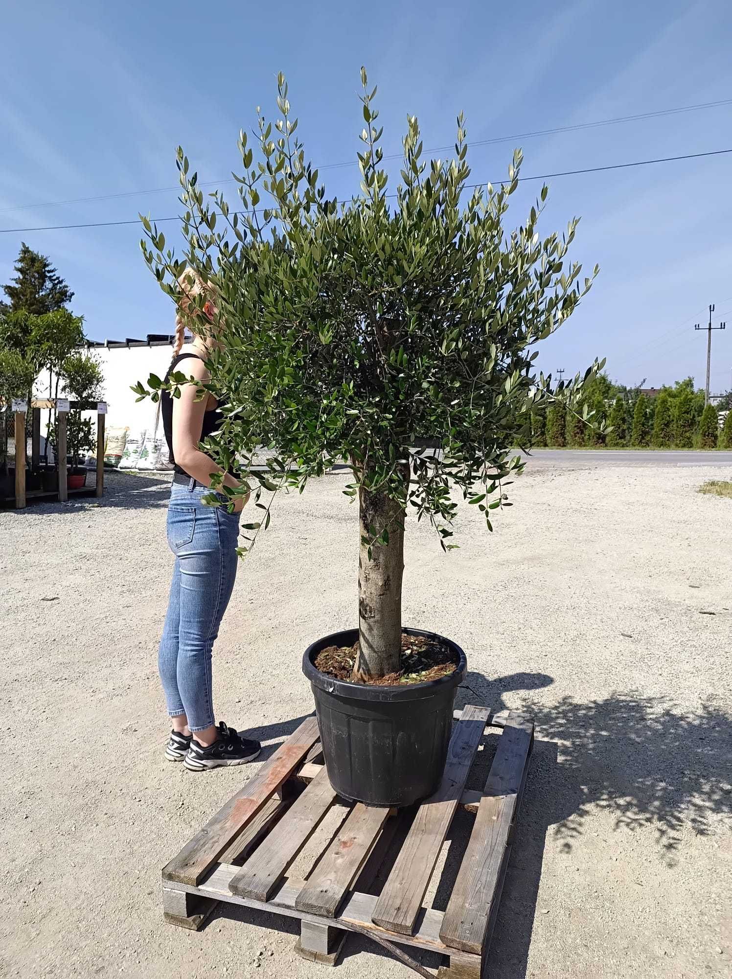 Drzewo drzewko oliwne duże 160-180 cm  Gruby pień ,możliwa wysyłka.