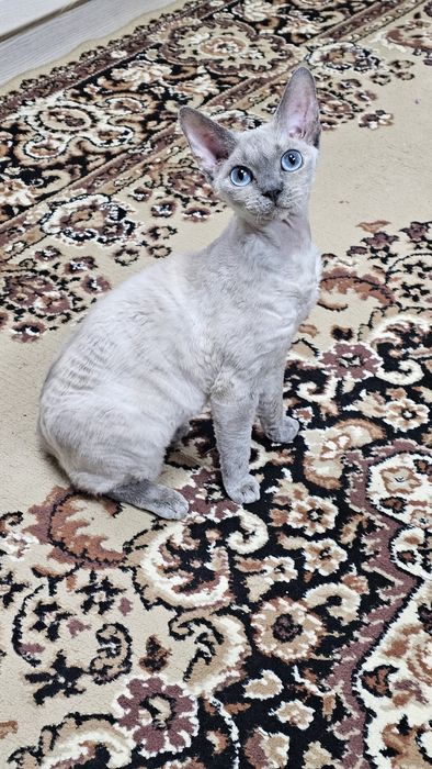 Кішка Девон Рекс в надійні руки