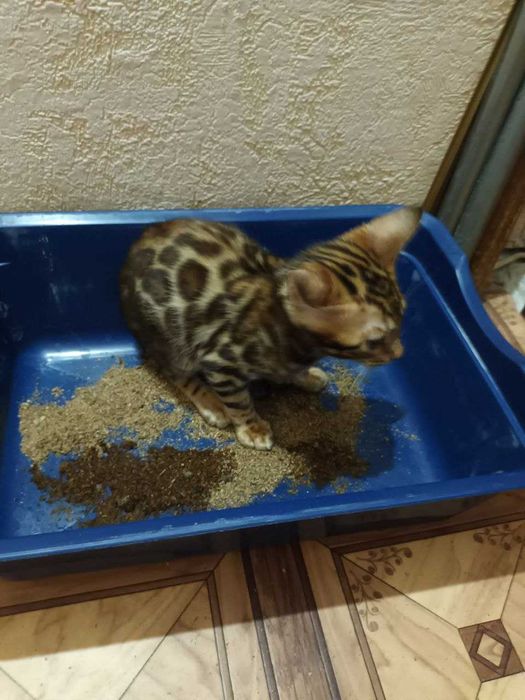 Яскраві і чемні бенгалята BENn24