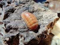 Armadillidium nasatum orange Isopody 10 szt