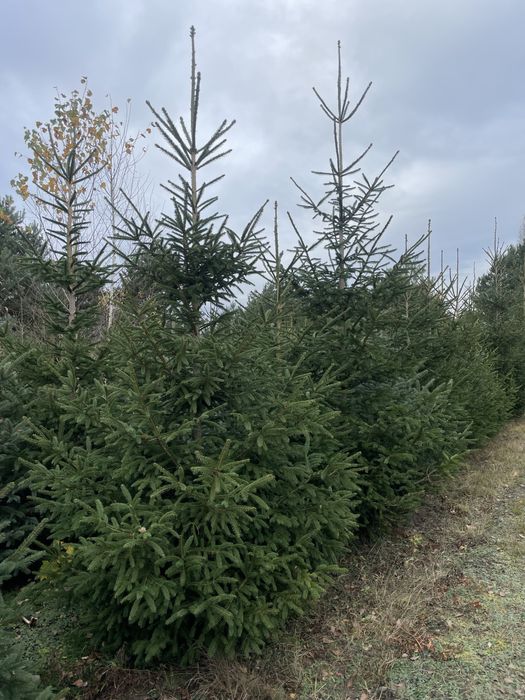 Tuje Szmaragd 320cm ‼️PRODUCENT‼️