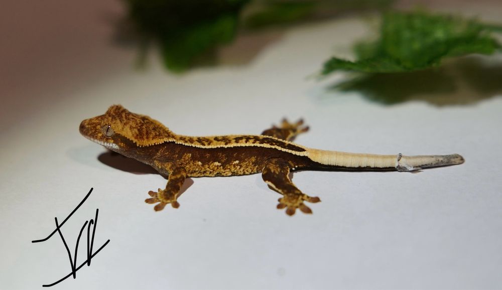 Gekon orzesiony NS /+ terrarium (extrene harlequin, dalmatian, flame)