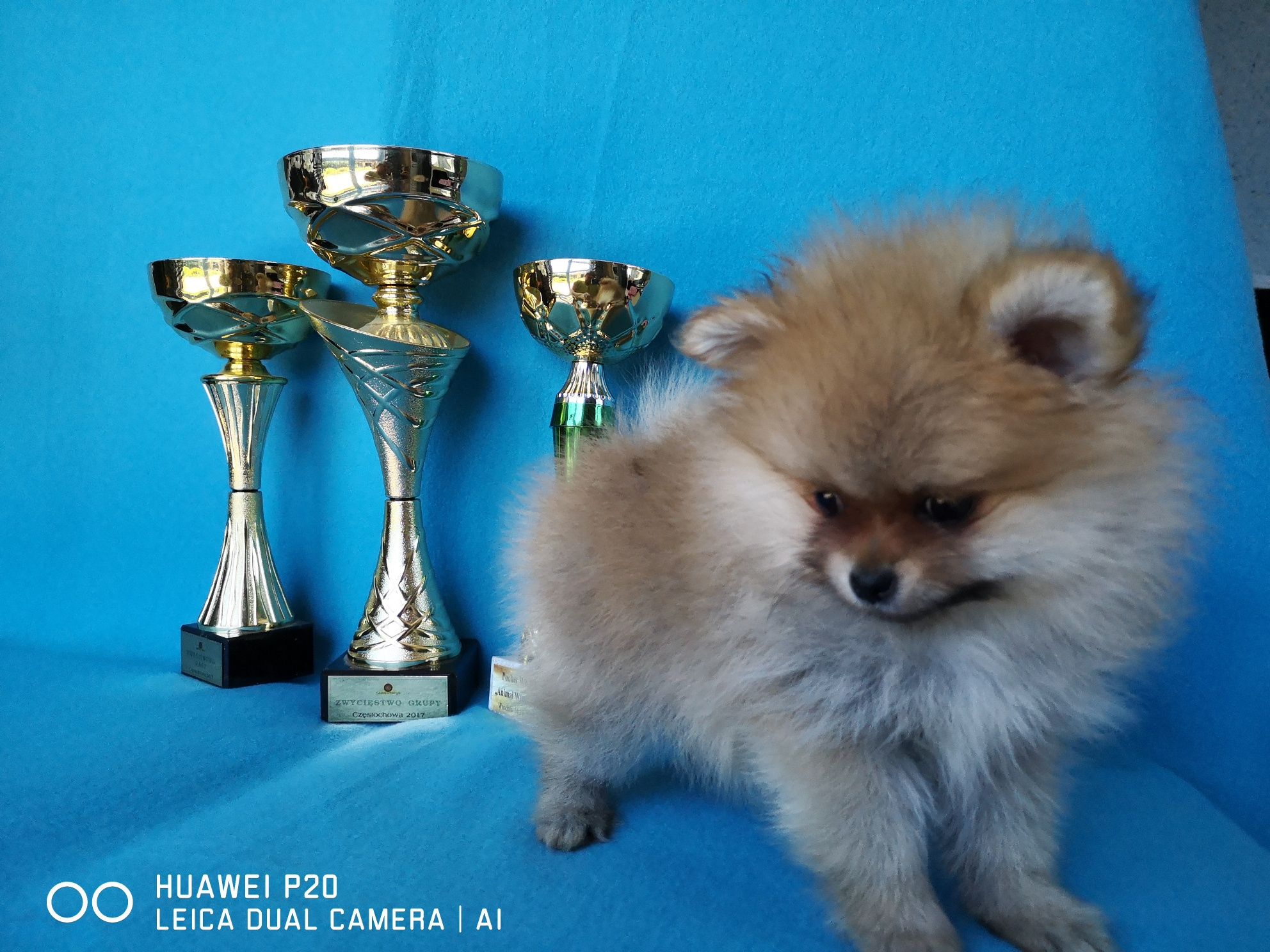 Szpic miniaturowy, pomeranian piesek