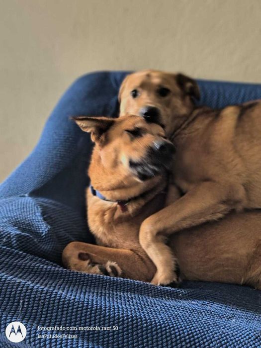 Machos de 1 ano para adoção responsável