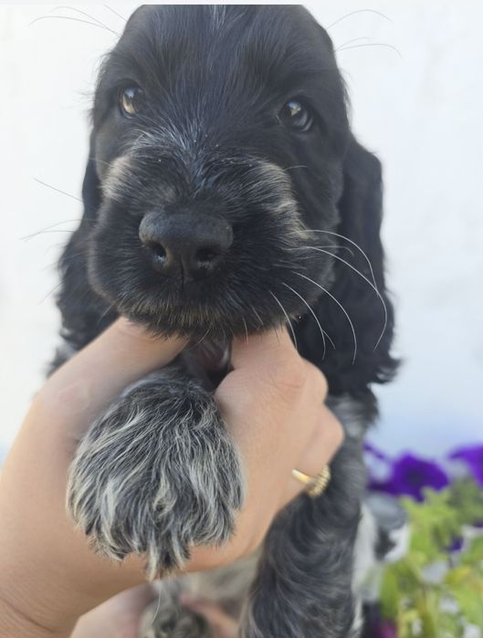 Sprzedam suczke Cocker spaniel