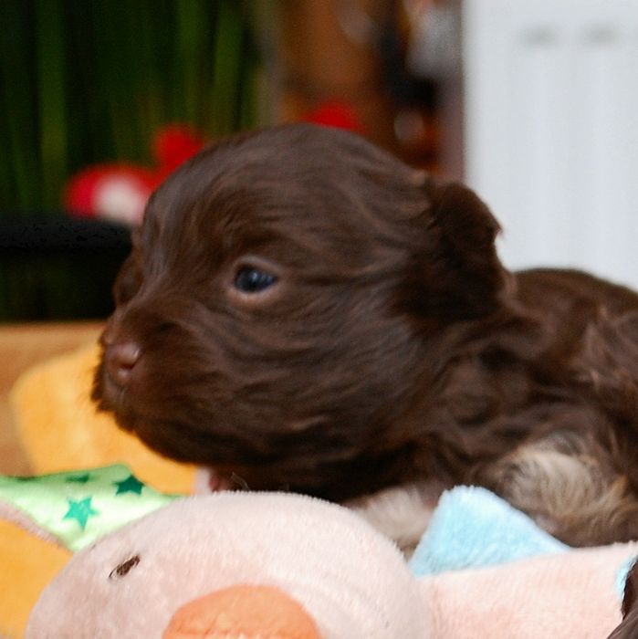 Rosyjska bolonka kolorowa ; piesek