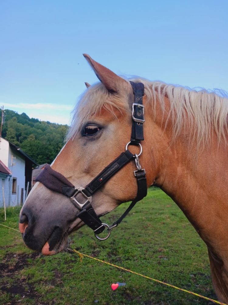 Sprzedam klacz rasy Haflinger