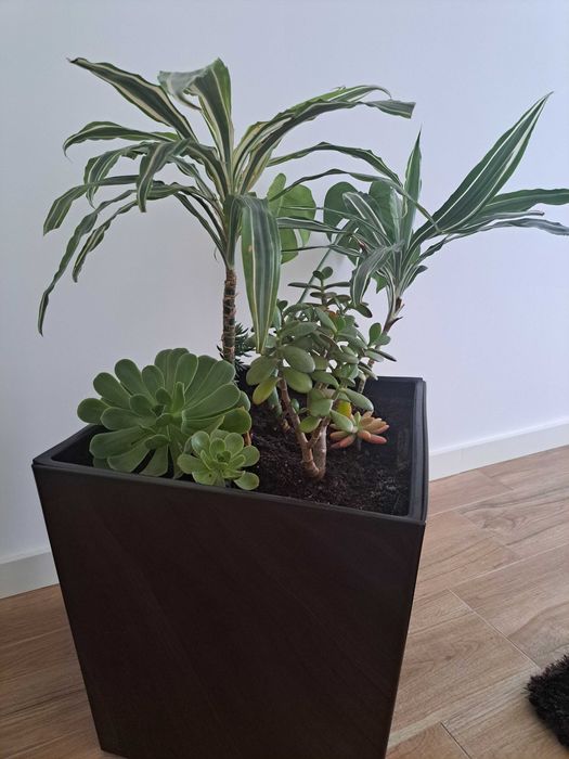 Vendo planta de interior- Oferta de vaso