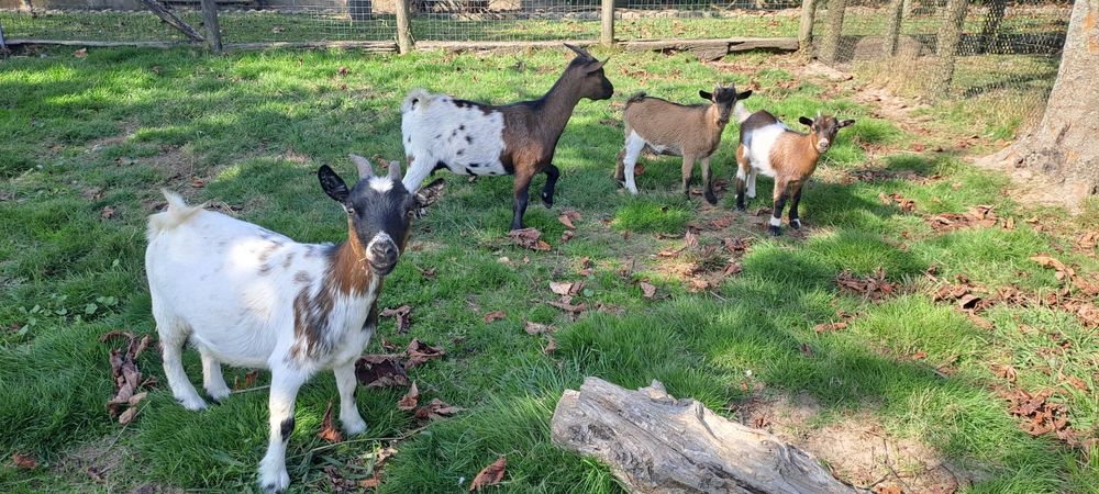 Cabras Anãs adultas