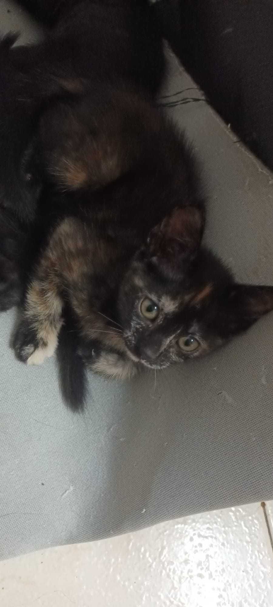 Gatinhos para adoção responsável