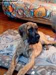 Dogue alemao tigrado e dourado Macho
