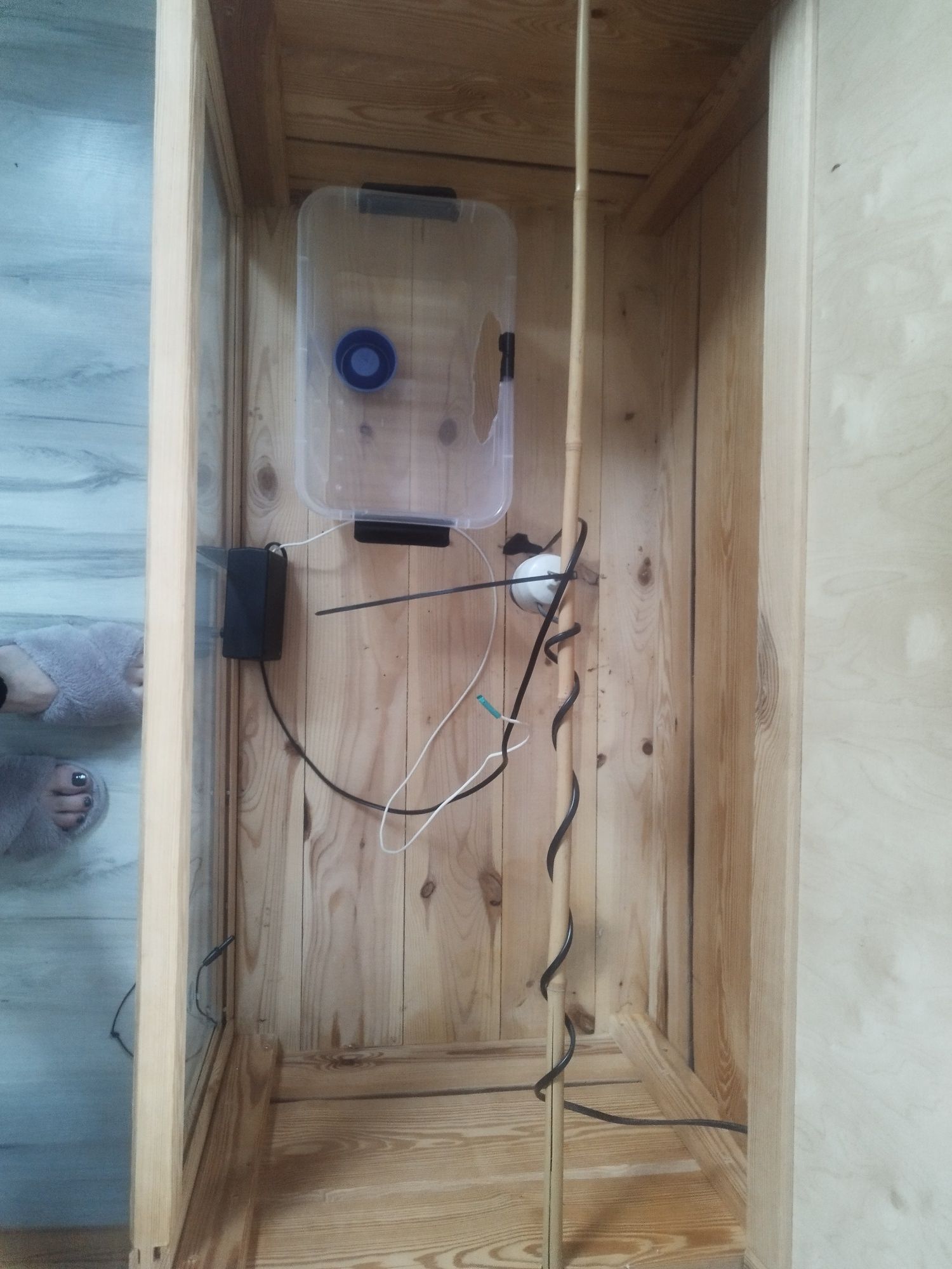 Terrarium jeża pigmejskiego