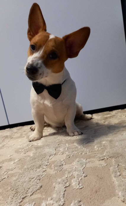 ВЯЗКА Джек Рассел терьер ( мини)