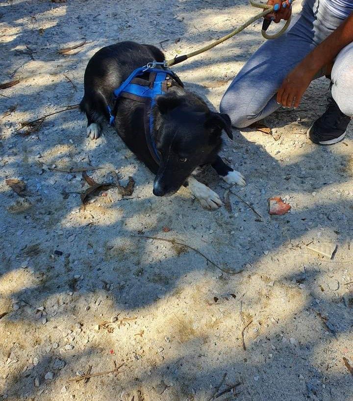 Oreo- cachorra de porte medio para adoção