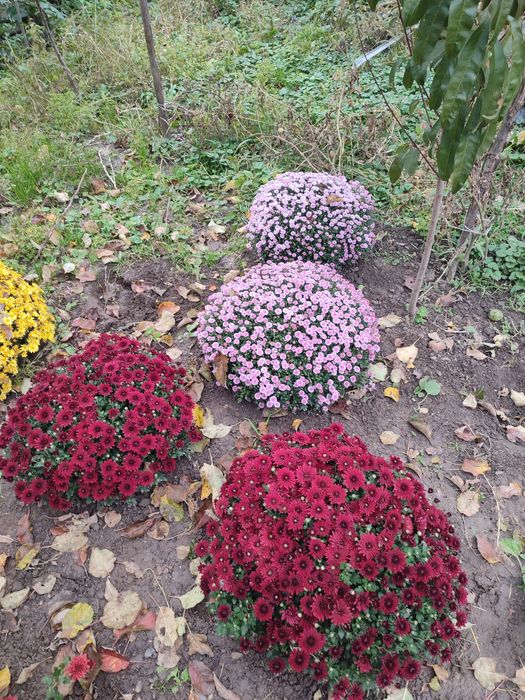 Хризантема мультифлора