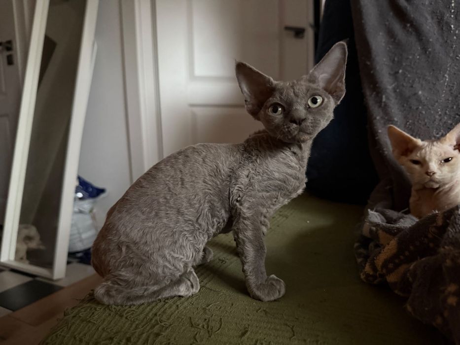 Devon Rex Chłopiec Warszawa