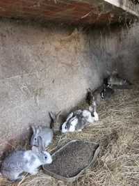Vendo coelhos /coelhas