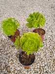 Plantas Aeonium balsamiferum