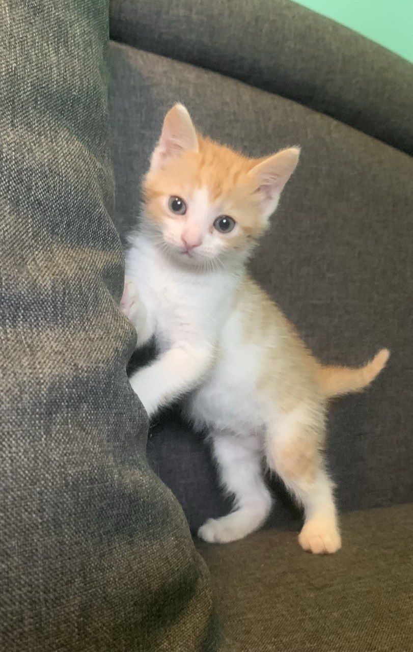 Чудные котятки в добрые руки!