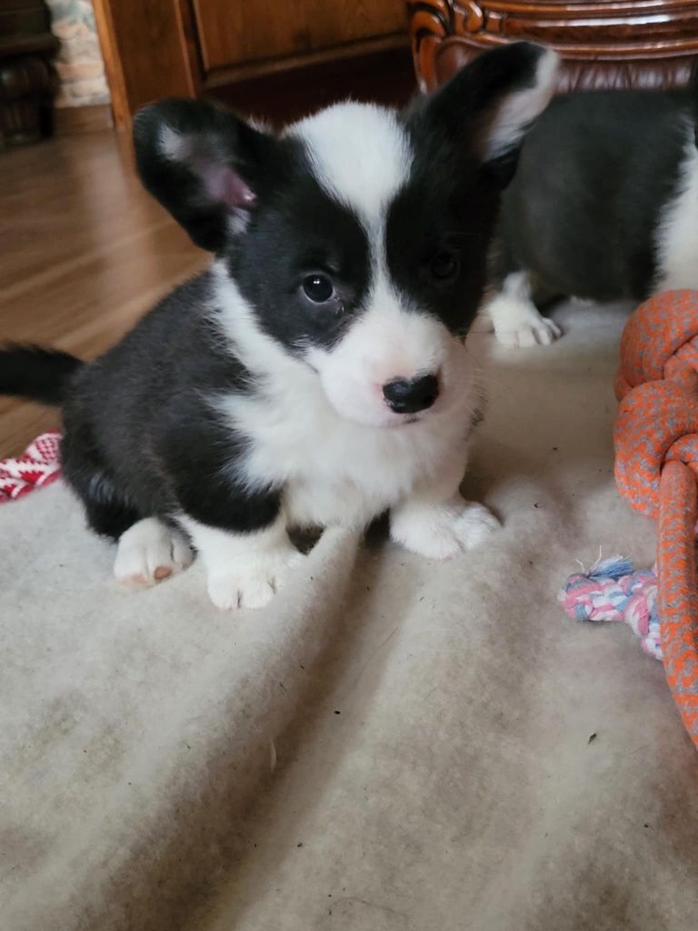 Welsh Corgi Cardigan FCI