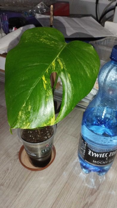 Monstera YELLOW SPLASH Aurea Marmorata Variegata ukorzeniona