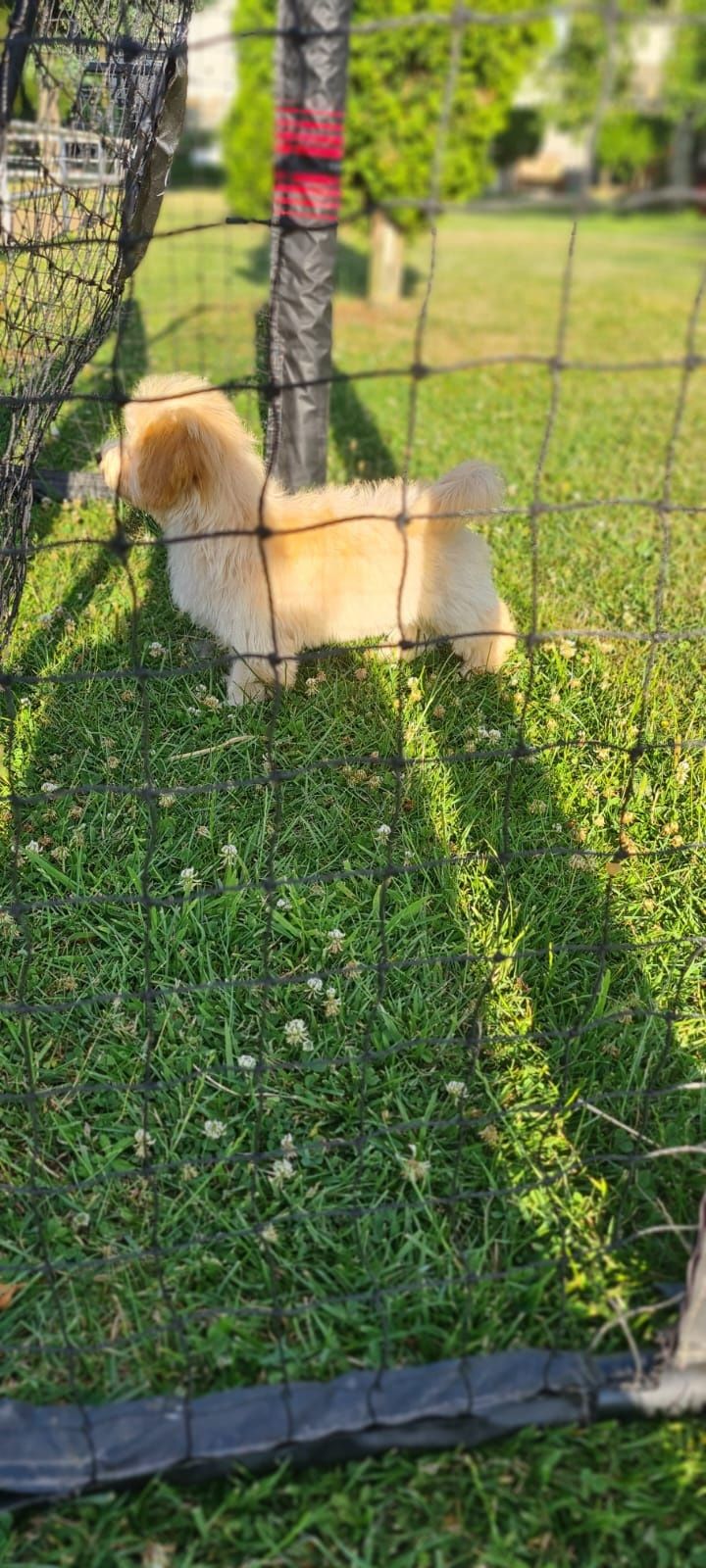 Piesek Maltipoo gotowy do odbioru