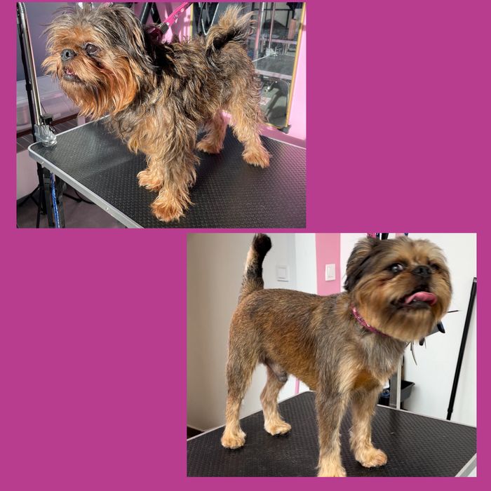 Psi Fryzjer z Doświadczeniem - Pielęgnacja z Miłością