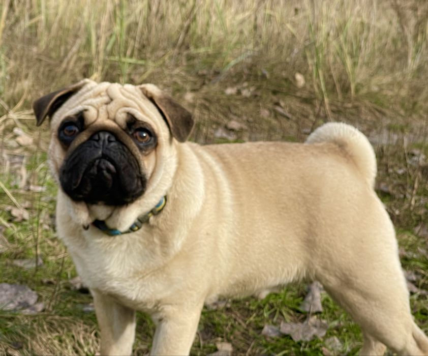 Мопс цуценята супер якість, п-к Голден Пак