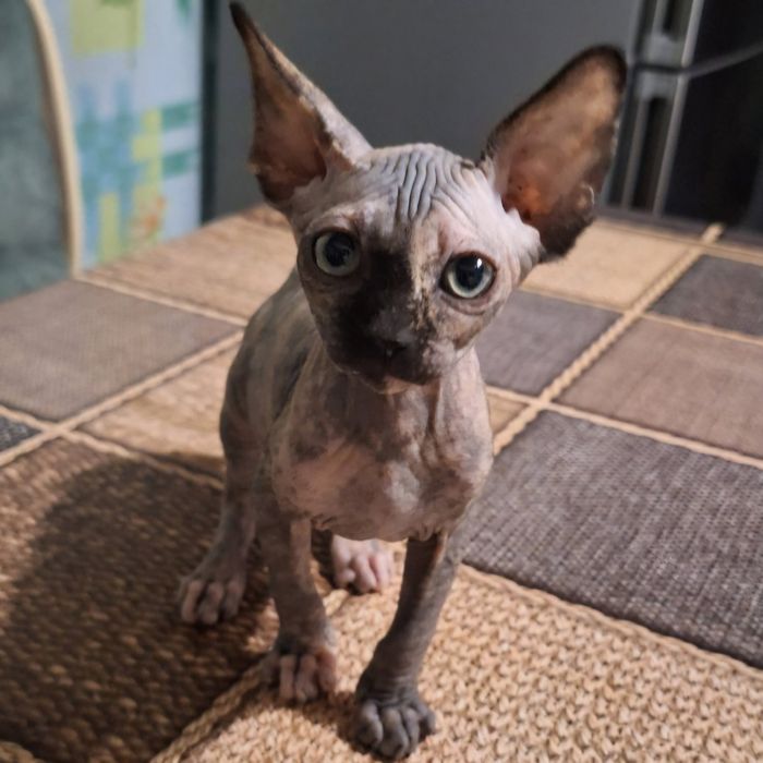 Котята канадский сфинкс