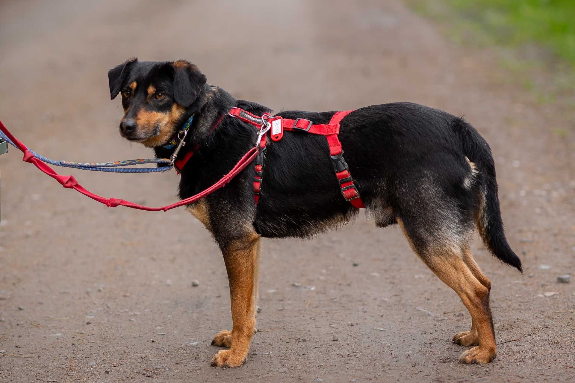 Bolko – boję się ale jestem dzielny