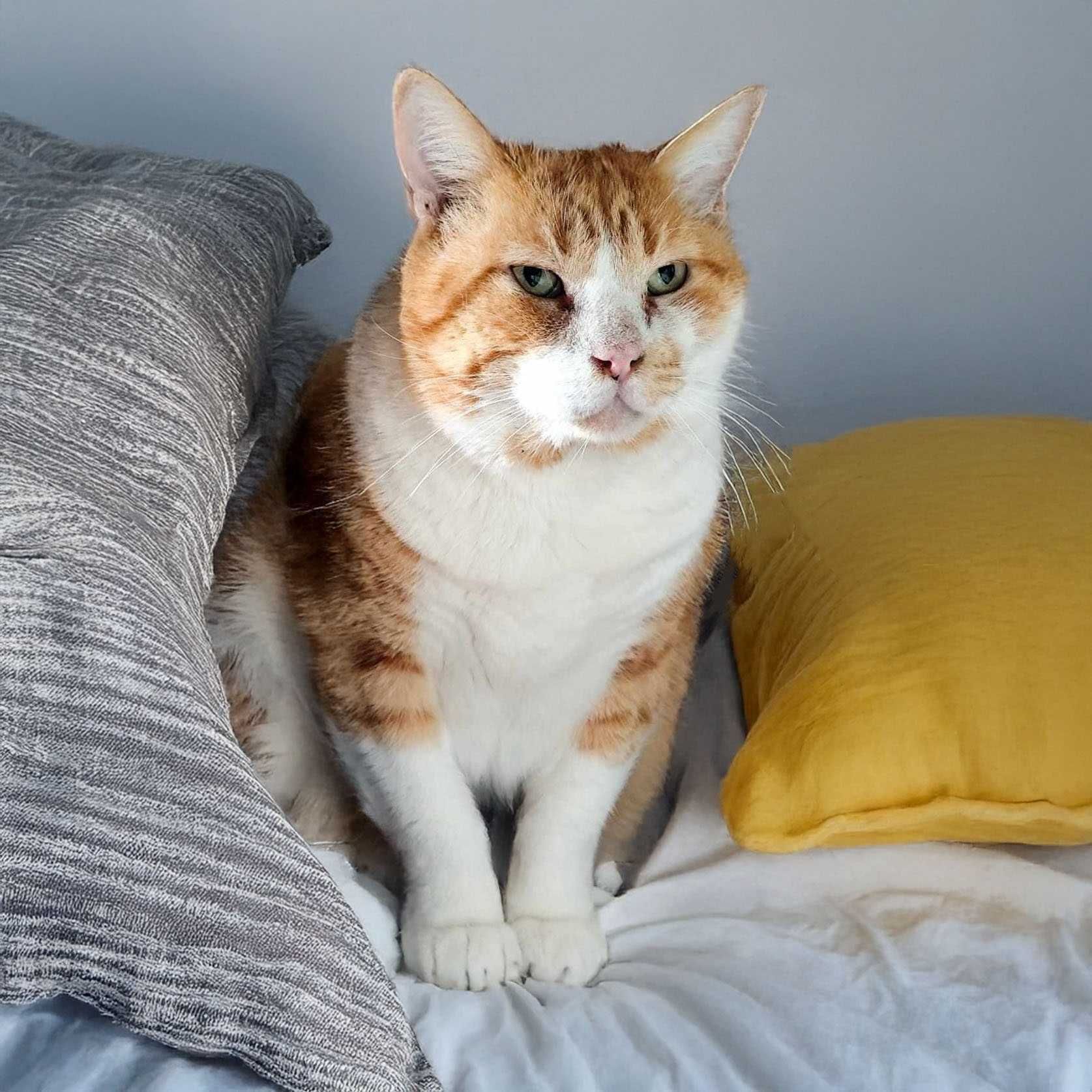 Setúbal / Margem Sul / Lisboa — ROCKY, gatinho para adoção