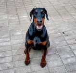 * Doberman Europejski * SUCZKA * prawidłowo zsocjalizowana *