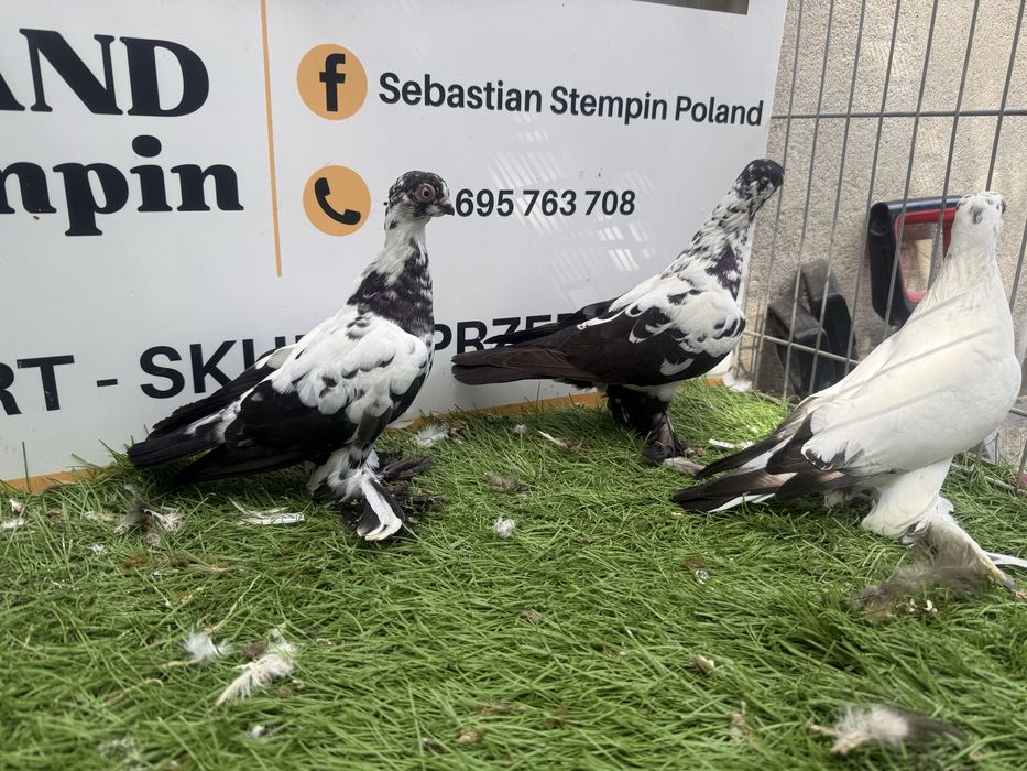 Gołębie.  Wiedyny. Wiedym. Motyle. Możliwy transport