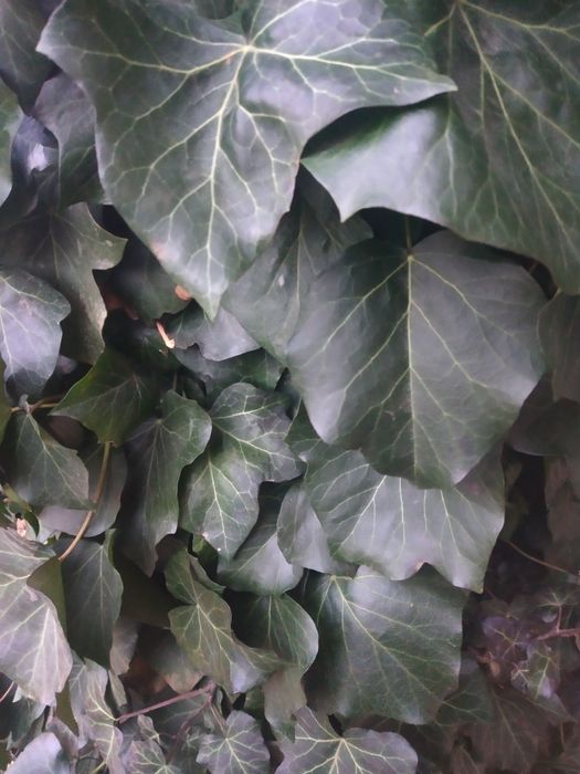 Плющ садовый, зимующий, Жимолость