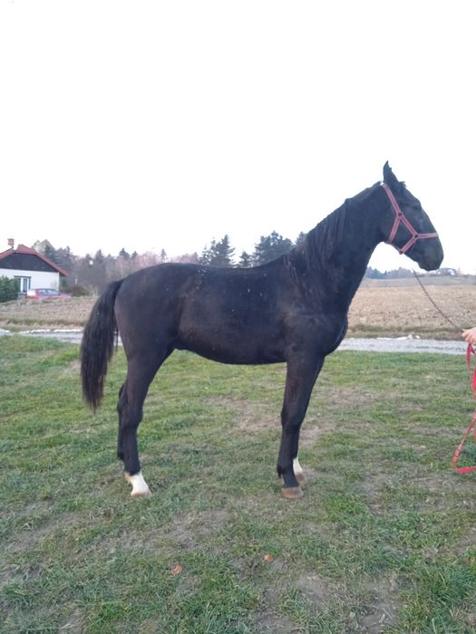 Ogierek śląski kary
