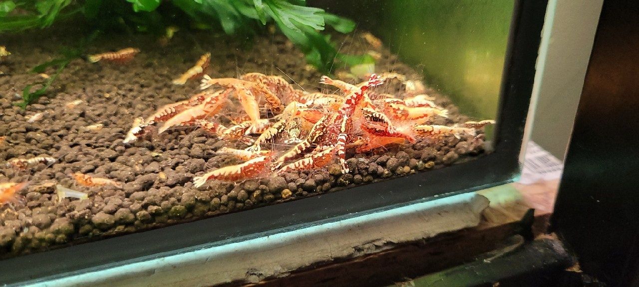 Krewetki galaxy red