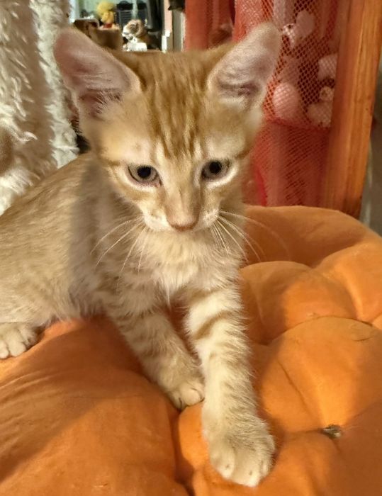 3х месячные котята.