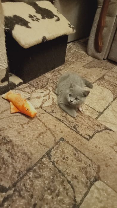 кошенята дівчинки