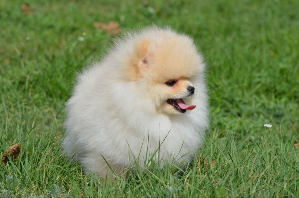 Ксу дівчинка з розпоідника