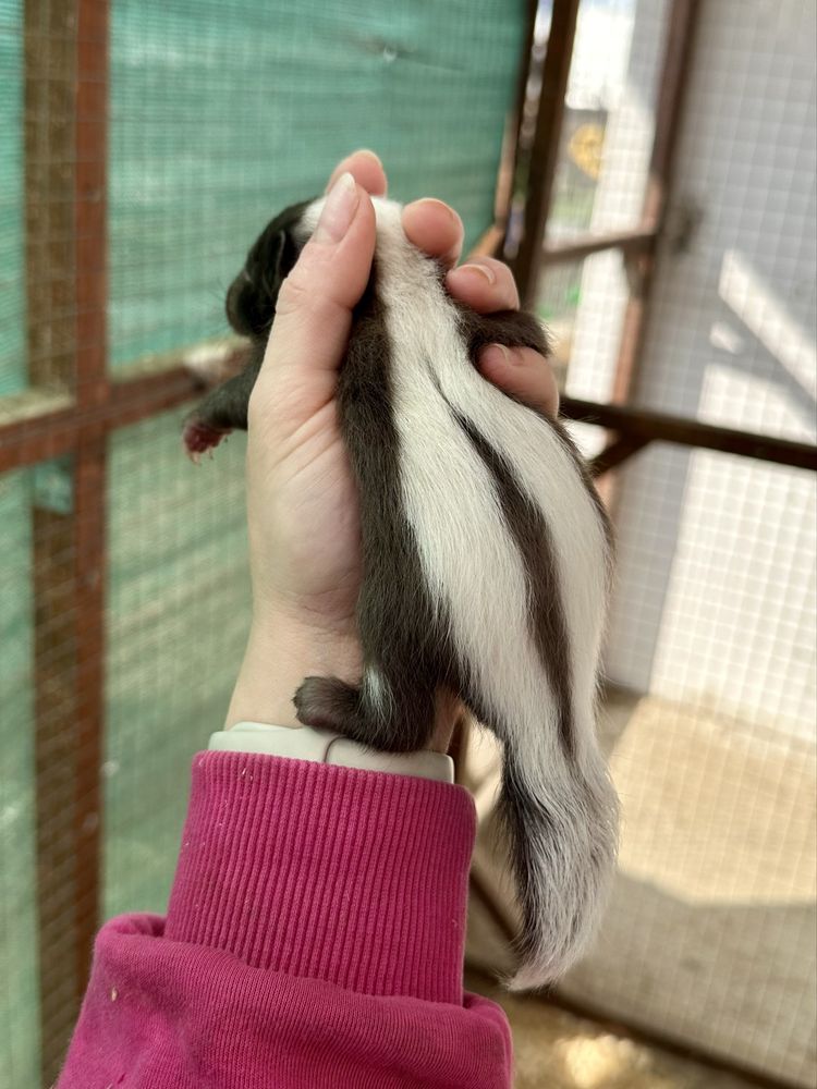Skunks młody 2025 rezerwacja odbiór lipiec kolory